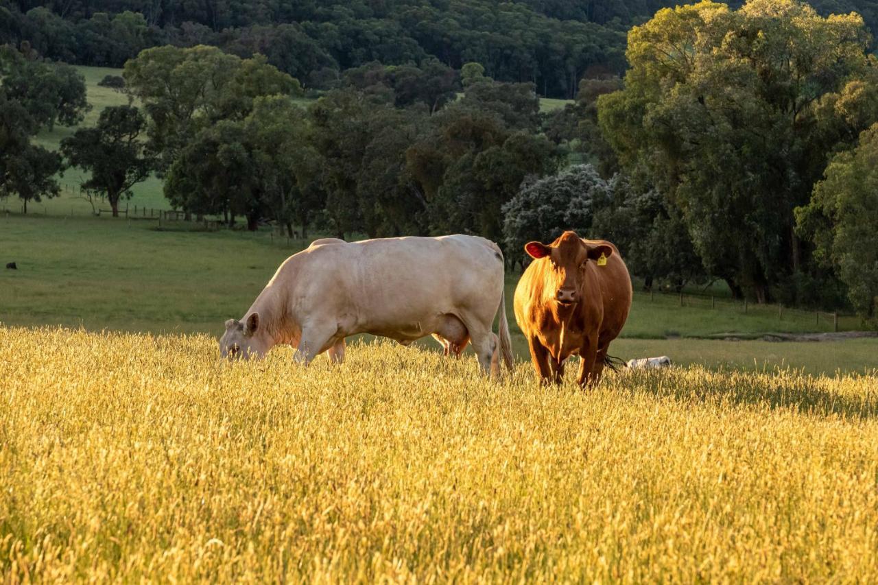 Langbrook Cottages Yarra Junction エクステリア 写真